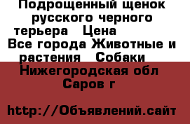 Подрощенный щенок русского черного терьера › Цена ­ 35 000 - Все города Животные и растения » Собаки   . Нижегородская обл.,Саров г.